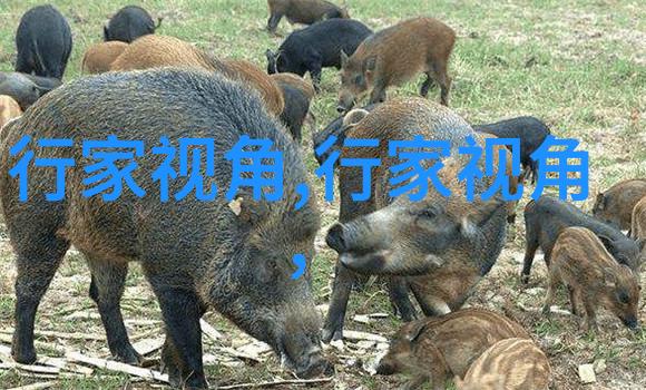 卡其色裤子配绿色polo衫好看吗